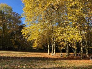 platane en automne