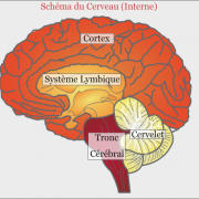 schéma du cerveau