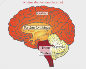 schéma du cerveau