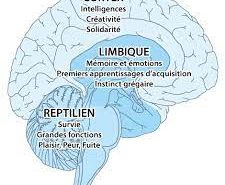 schéma cerveau