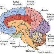 schema du cerveau