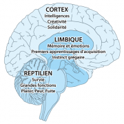 schéma du cerveau