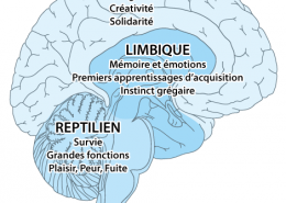 schéma du cerveau